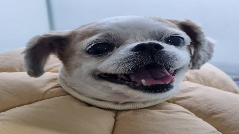 강아지 스케일링 후 관리는 마취 회복과 양치를 따로 봅니다