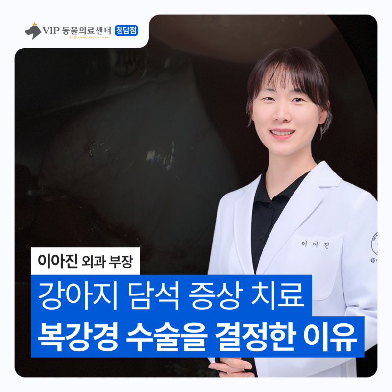 강아지 담석 증상 치료, 복강경 수술을 결정한 이유와 담석 제거 과정