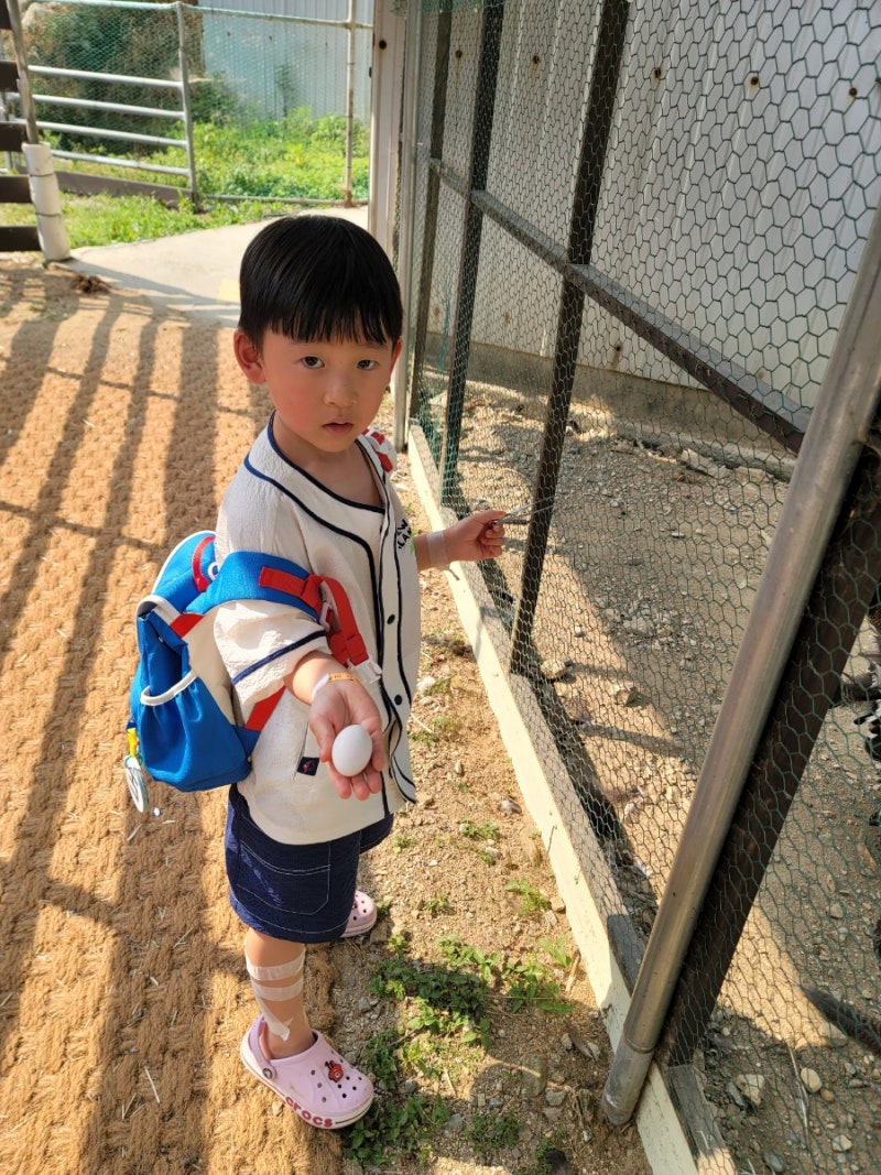 병아리 계란 부화 일기| 알에서 중병아리까지