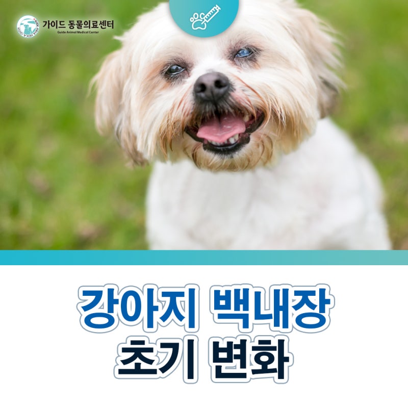 강아지 백내장 초기 변화