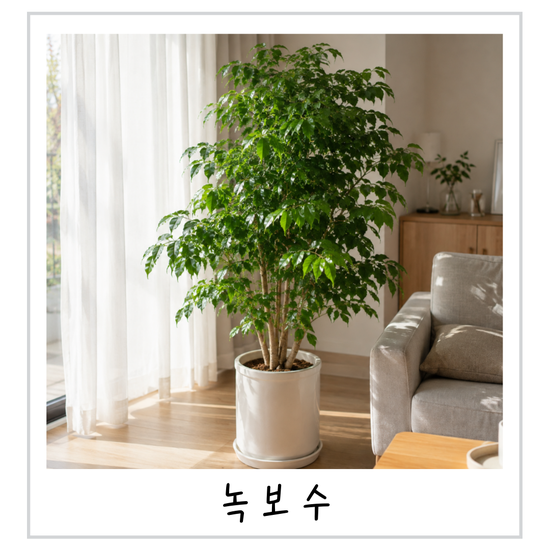 녹보수 키우기 실패하는 이유? 꽃 물 주기 가지치기 정리