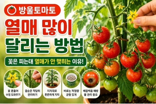 방울토마토 열매 많이 달리는 방법｜꽃은 피는데 열매가 안 맺음 이유