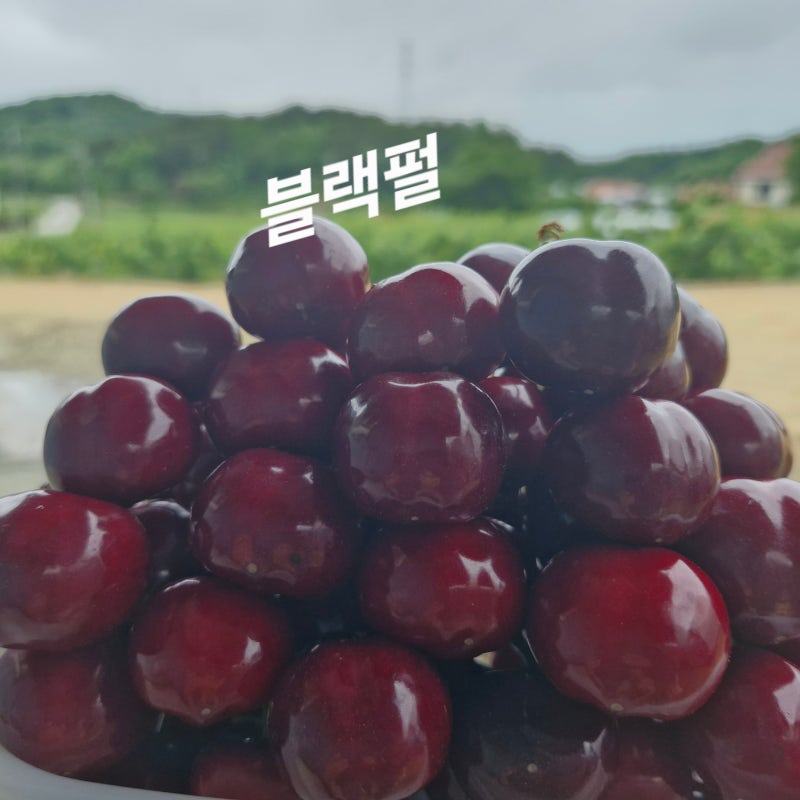 체리묘목 체리나무 묘목 계약 중 체리나무 수지병 간단 치료(완화) 약