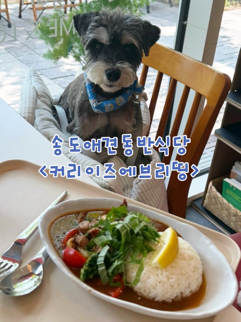 인천 | 송도 애견동반 식당 커리 맛집, 커리이즈에브리띵