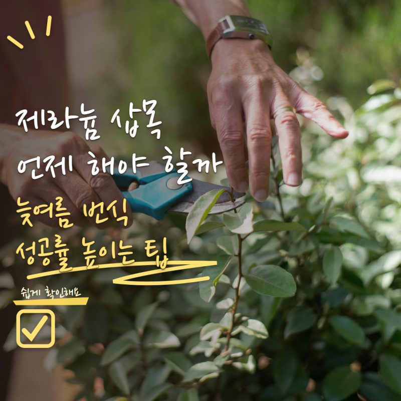 제라늄 삽목 언제 해야 성공할까? 늦여름에 새 화분 만드는 번식 방법