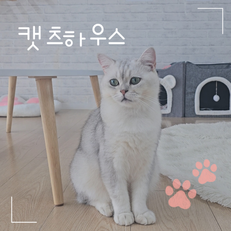 창원 팔용동 고양이 카페 에 다녀왔어요!