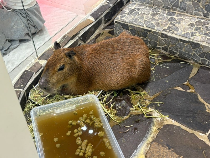 [Busan Indoor Date] Seomyeon/Jeonpo Zoo "Mari & Zoo"