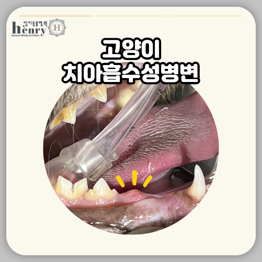고양이 치아흡수병변 / 고양이 치과진료 / 고양이 충치 / 고양이 스케일링