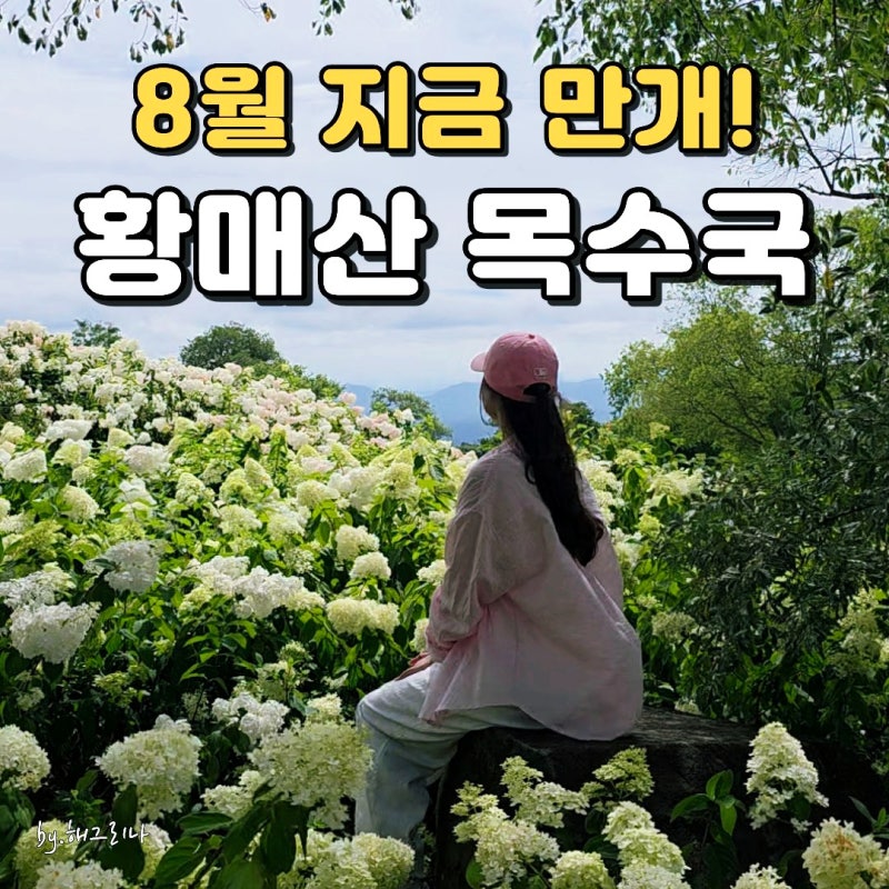 경남 8월 가볼만한곳 황매산 목수국｜8월 11일 100% 개화