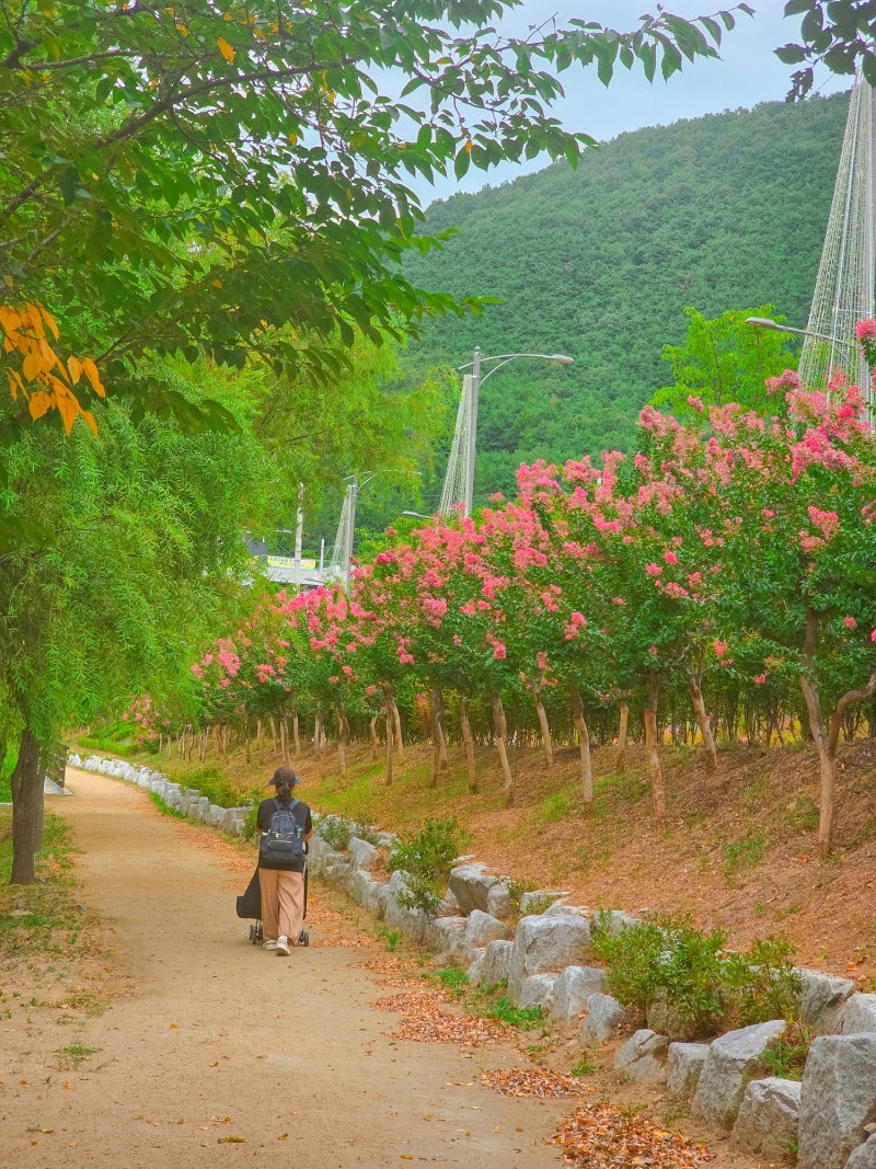 대구 근교 산책로 옥연지 송해공원 둘레길 8월 나들이 여름 꽃구경