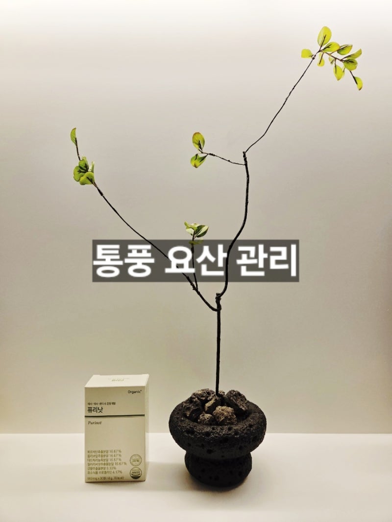 통풍에 좋은 음식 요산 배출을 돕는 의사가 설계한 영양제