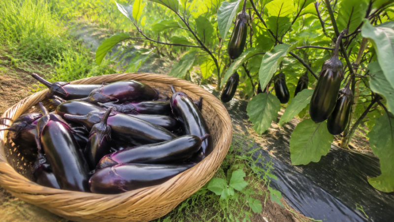 넘쳐나는 여름 가지, 버리지 마세요! 말린 가지 만드는 법과 활용요리
