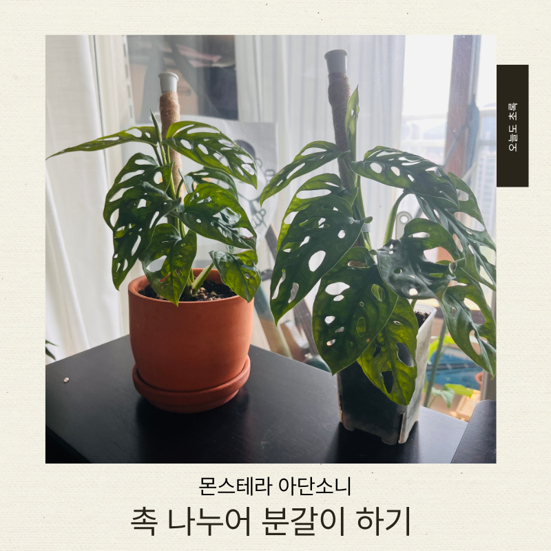몬스테라 아단소니 폭풍성장 ㅣ촉 나누어 분갈이하기