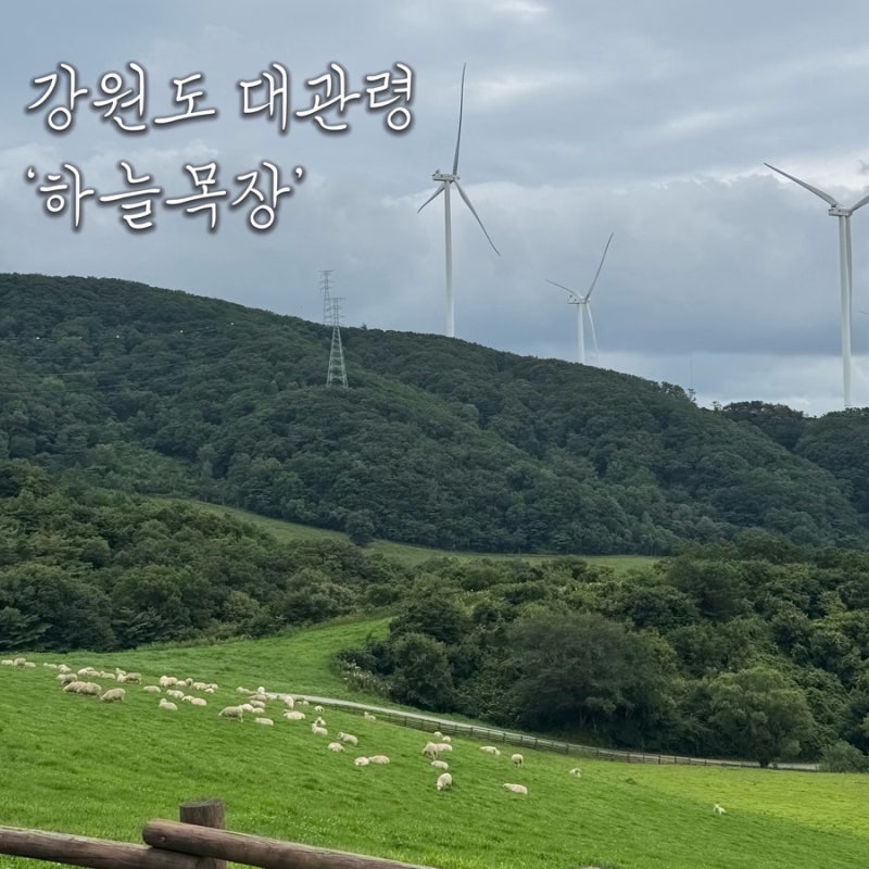 대관령 하늘목장 양떼와 풍차까지 볼거리 가득했던 강원도 여행