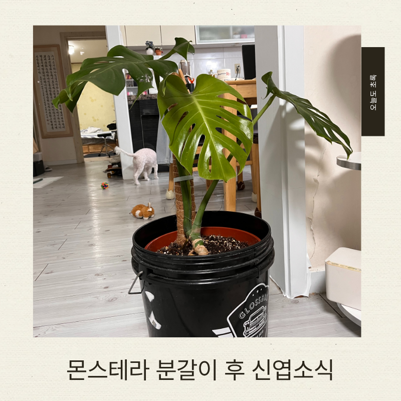 몬스테라 분갈이 후 3주! 찢잎 신엽 성공 & 수태봉 세우는 법 (화분 커버 꿀팁)