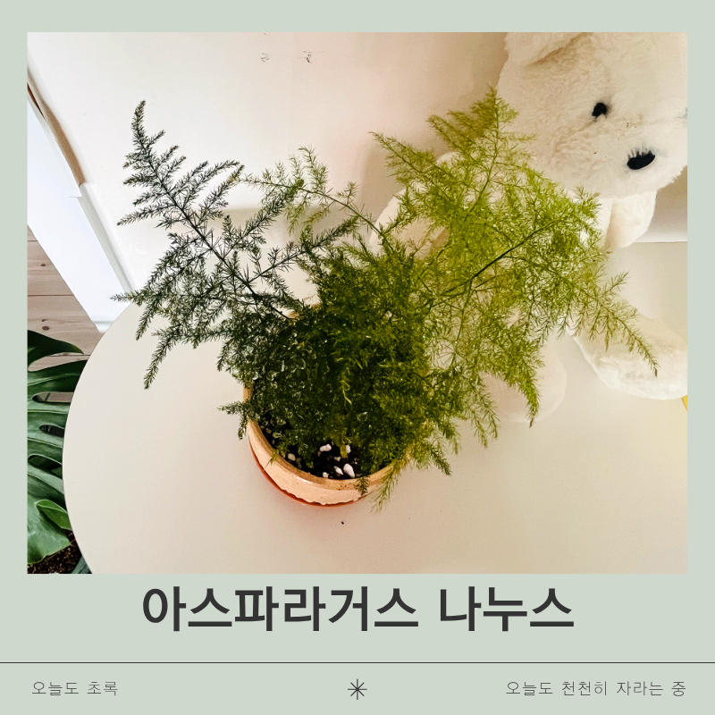 아스파라거스 나누스 키우기