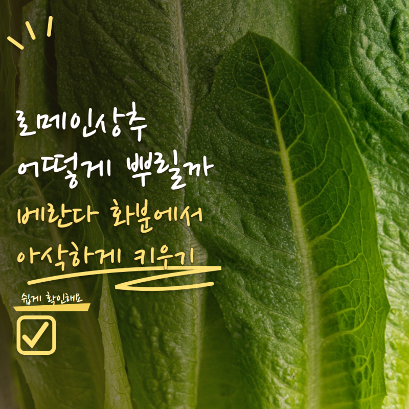 로메인상추 씨앗 어떻게 뿌릴까? 베란다 화분에서 아삭하게 키우는 방법