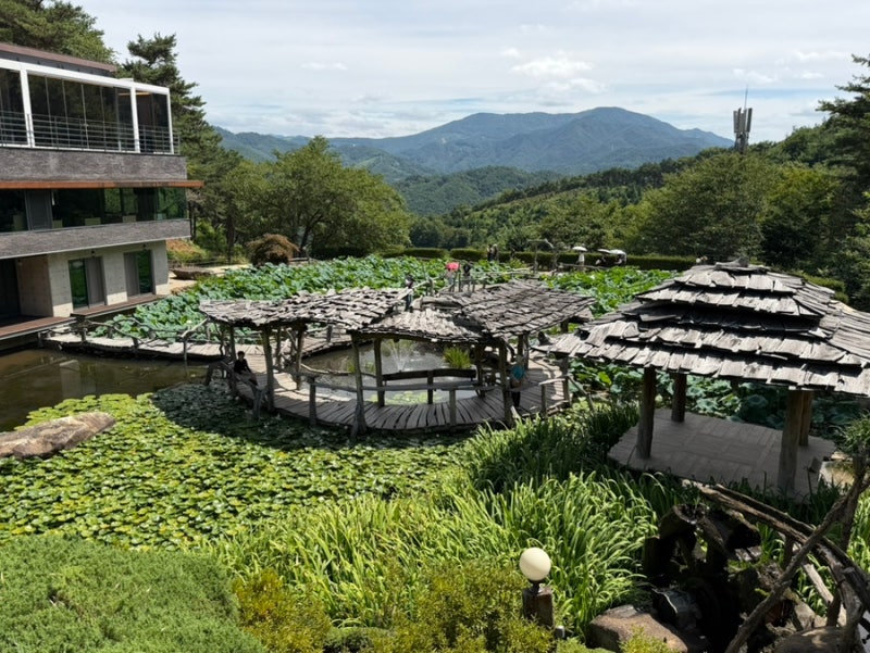 慶南山清のおすすめスポット：寿善寺の8月の開花状況、駐車場など徹底解説