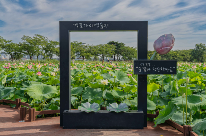 강원도 강릉여행 경포 가시연습지 산책로
