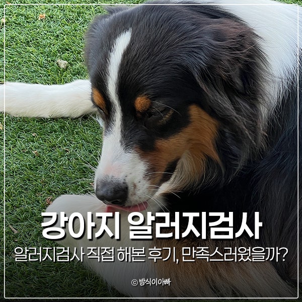 강아지 알러지검사 직접 해본 후기, 만족스러웠을까?