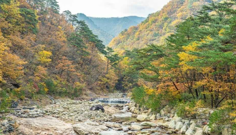 [설악산 주전골] 단풍 절정기 주차장 웨이팅 피하는 명당자리 & 걷기 좋은 계곡 코스 알짜 요....