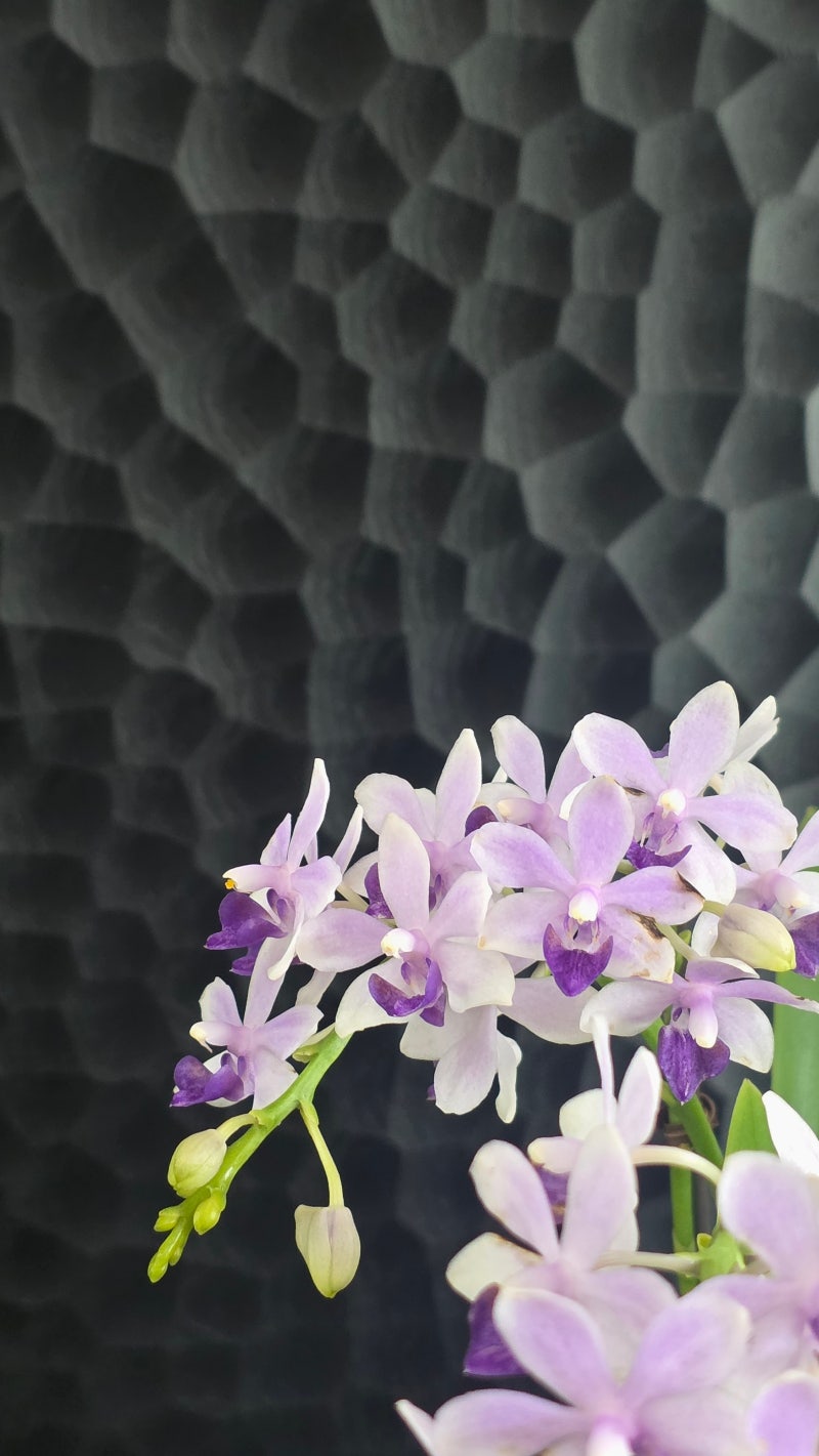 보랏빛 블루사파이어 호접란(Phalaenopsis 'Blue Sapphire' Dtps. Tzu Chiang Sapphire) 키우기
