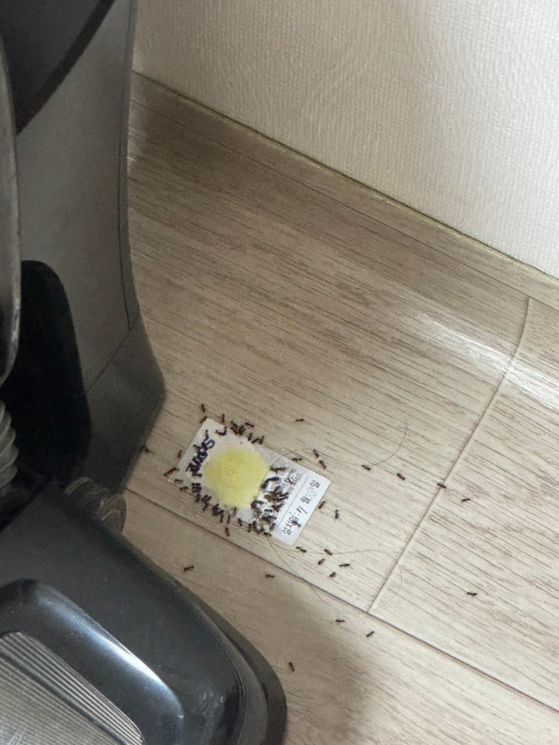 집에서 개미가 나올땐 , 잡스앤트올킬 내돈내산 후기