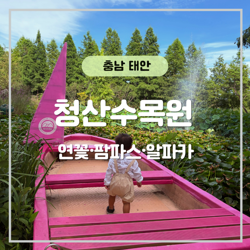 태안 아이와 가볼만한 곳｜청산수목원 연꽃·팜파스·알파카