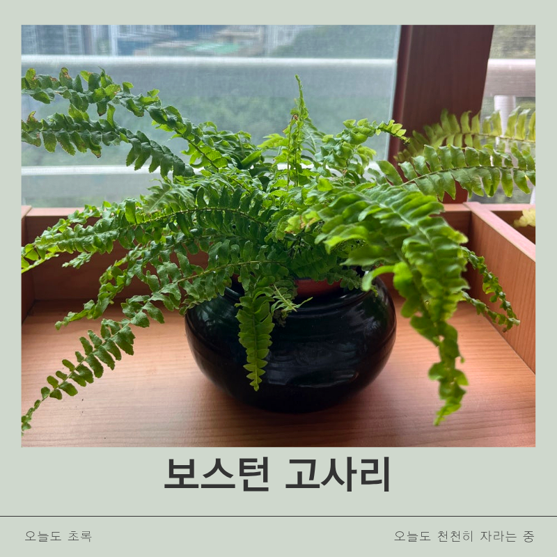 보스턴고사리 키우기｜무늬보스턴고사리 분갈이와 무늬 유지하는 법