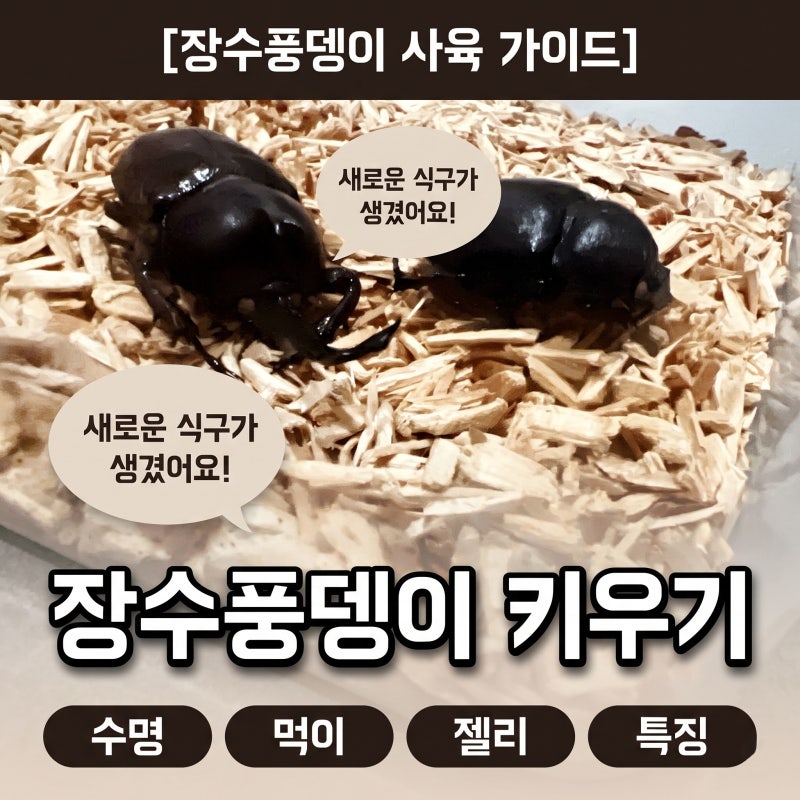 장수풍뎅이 키우기 수명 먹이 젤리 특징