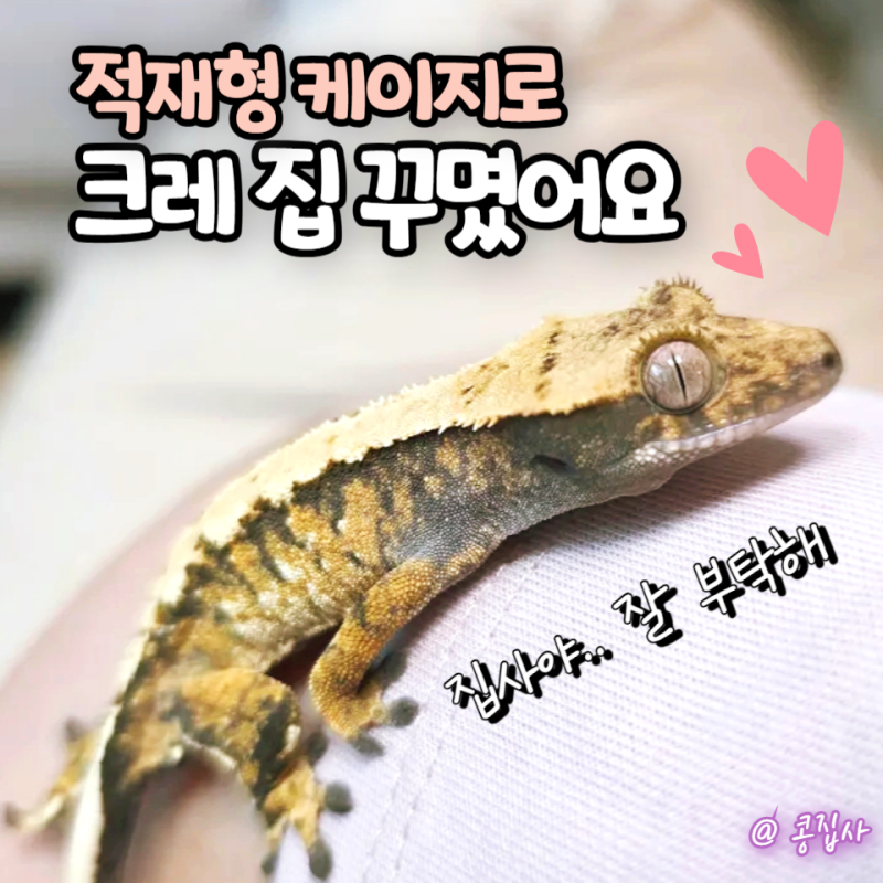 크레스티드게코 도마뱀 집 꾸미기, 적재형 케이지로 꾸민 저희 집 세팅 공개