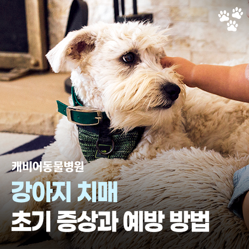 밤마다 돌아다니고 멍하니 서 있는 강아지, 강아지 치매 초기 증상과 예방 방법 ┃ 논산 캐비....