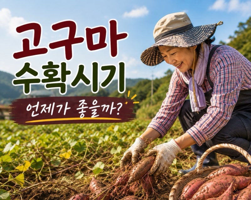 고구마 캐는 수확시기 언제가 좋을까? 보관법도 궁금해