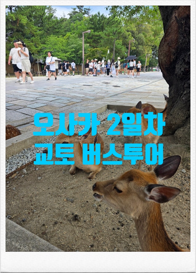 오사카 태교여행 2일차｜임산부도 가능했던 교토 버스투어! 나라·후시미이나리·청수사