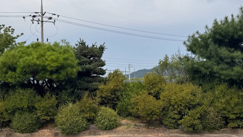 시골에서 말벌집을 건드렸을 때 생기는 위험과 즉각적인 대처법 (에프킬라의 한계, 제초 작....