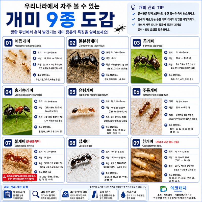 우리나라에서 자주 볼 수 있는 개미 종류별 특징 · 주요 발견 장소 · 피해 · 퇴치 및 관리법