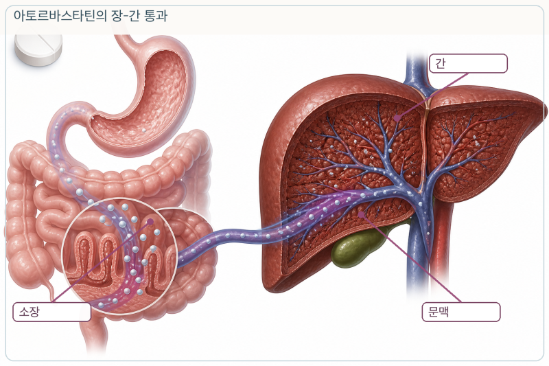 리피토정(아토르바스타틴), 자몽주스와 새 항생제를 같이 먹어도 될까