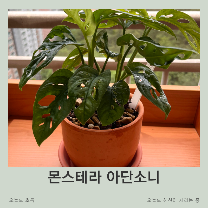 몬스테라 아단소니 키우기｜물주기·햇빛·분갈이부터 촉나누기까지