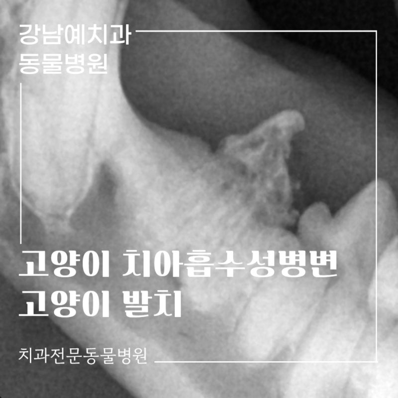 고양이 치아흡수성 병변 / 고양이 발치 / 고양이 치과전문동물병원