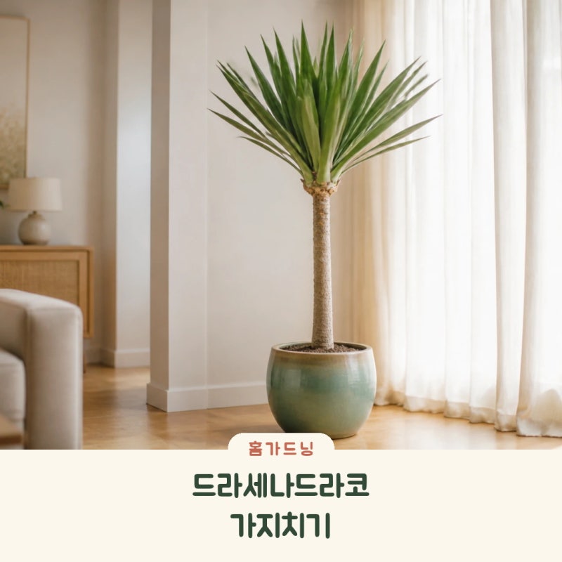 드라세나 드라코 가지치기 정말 쉽게 알려드릴게요