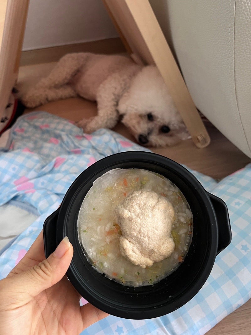 말복 맞이 보양식 | 강아지 영양 닭죽 | 몸보신 | 강아지 수제간식 추천 | 내돈내산 | 반려견 ....