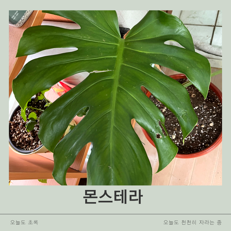 몬스테라 키우기 핵심 정리ㅣ물주기 방법부터 햇빛, 수태봉, 지지대 관리까지