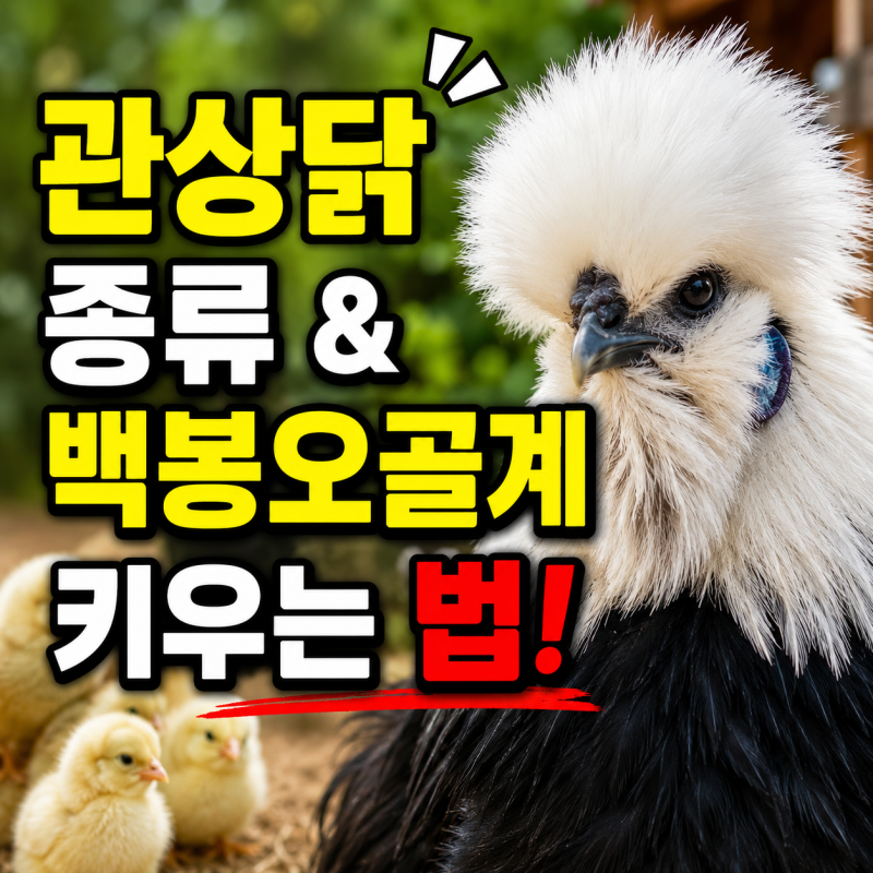 관상닭 닭종류 및 백봉오골계 닭키우기 방법