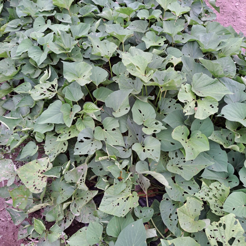 여름 별미 싱싱한 고구마 줄기 효능 부터 손질법 맛있는 요리법까지 총정리