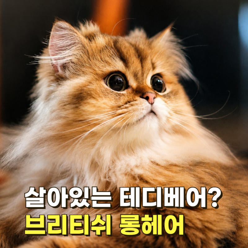페르시안 피를 물려받았다고? 테디베어 브리티쉬 롱헤어 특징·숏헤어와 다른성격과 고양이 ....