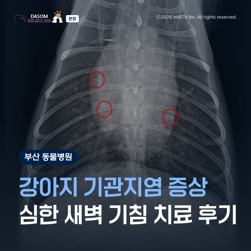 강아지 기관지염 증상, 심한 새벽 기침 치료 후기