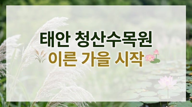 8월 태안 청산수목원 팜파스축제 일정부터 연꽃·핑크뮬리 관람 코스까지