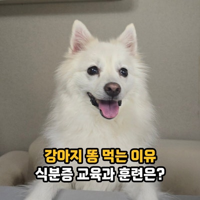 강아지 똥 먹는 이유, 개똥 먹을 때 식분증 교육과 훈련은?