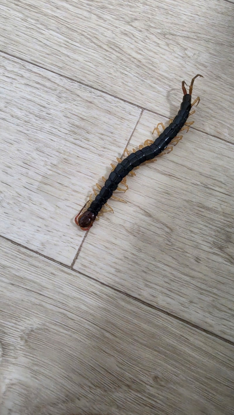충남 부여 지네퇴치·노래기퇴치, 외부 유입 원인까지 꼼꼼하게 차단한 방역 현장