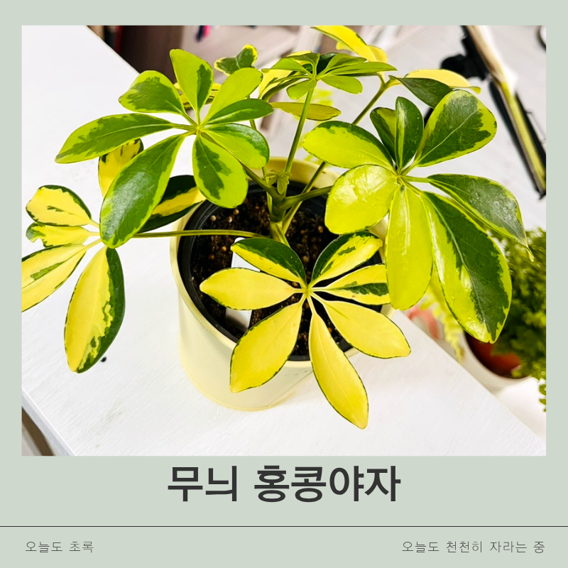 무늬 홍콩야자 키우기｜햇빛·물주기부터 외목대 수형 만드는 방법까지